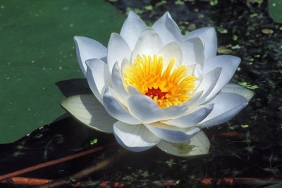 hn-UYT0LifE.jpg (46.95 КБ) Просмотров: 7868 hn-UYT0LifE.jpg